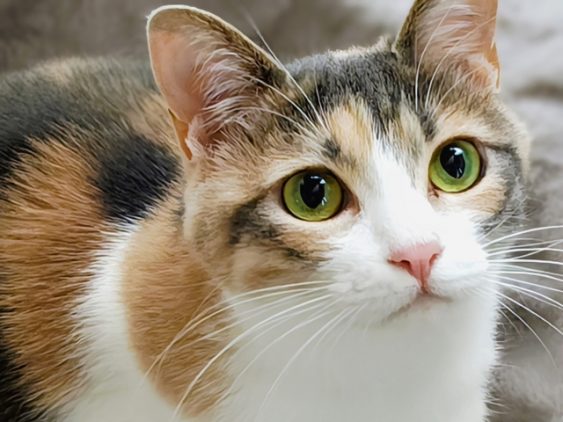 猫の火葬を行う際の注意点｜猫や飼い主様の体と心に配慮するために