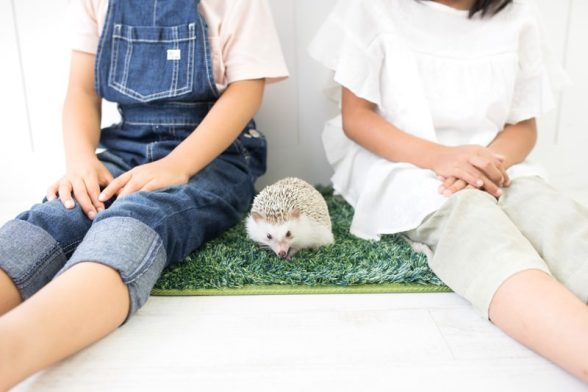 小動物の火葬を行う際の注意点｜ハムスター・うさぎなど