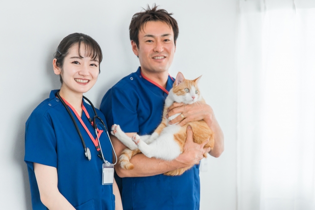 猫のかかりやすい病気とその治療について 〜年齢別のリスク・予防接種・治療費まで専門的に解説〜