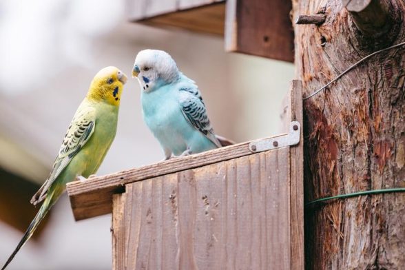 小動物のかかりやすい病気と治療費｜ハムスター・鳥・爬虫類・魚・うさぎの病気を専門家が解説